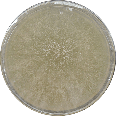 Morchella conica (Morel Mushroom) – Pure Culture Plate Morchella conica (Morel Mushroom) – Pure Culture Plate
