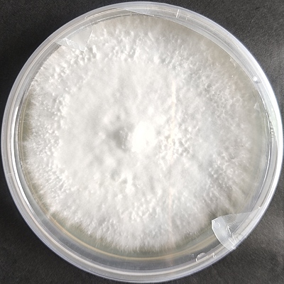 Pleurotus eryngii (King Oyster) – Pure Culture Plate Pleurotus eryngii (King Oyster) – Pure Culture Plate
