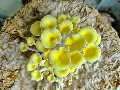 Pleurotus citrinopileatus (Golden Oyster) โ Pure Culture Plate Pleurotus citrinopileatus (Golden Oyster) โ Pure Culture Plate
