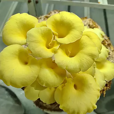 Pleurotus citrinopileatus (Golden Oyster) – Pure Culture Plate Pleurotus citrinopileatus (Golden Oyster) – Pure Culture Plate