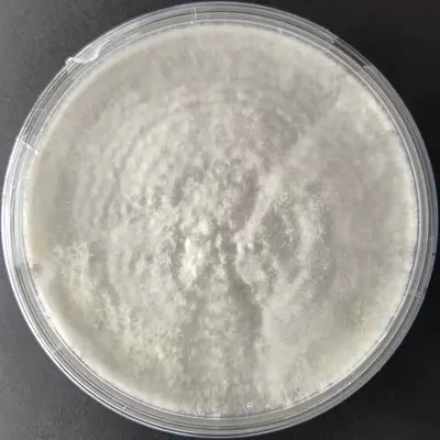 Pleurotus eunosmus (Tarragon oyster)- Pure Culture plate Pleurotus eunosmus (Tarragon oyster)- Pure Culture plate
