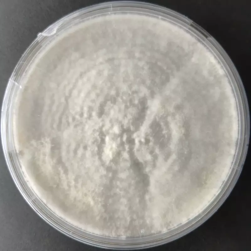 Pleurotus eunosmus (Tarragon oyster)- Pure Culture plate Pleurotus eunosmus (Tarragon oyster)- Pure Culture plate