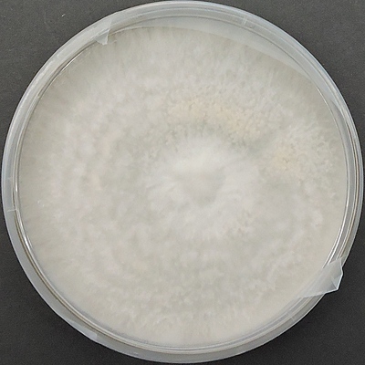 Pleurotus florida (White Oyster) – Pure Culture Plate Pleurotus florida (White Oyster) – Pure Culture Plate
