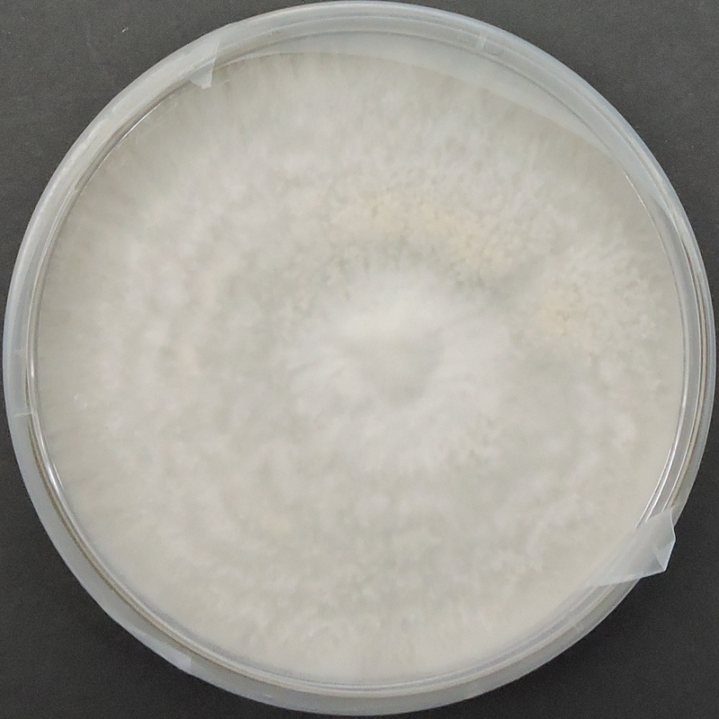 Pleurotus florida (White Oyster) – Pure Culture Plate Pleurotus florida (White Oyster) – Pure Culture Plate